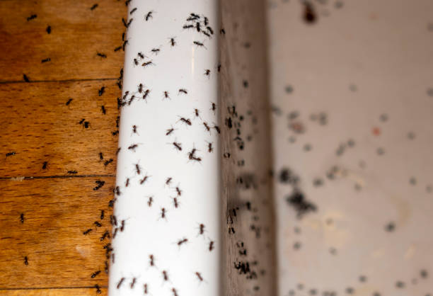 Best Pest Control for Restaurants  in Vails Gate, NY