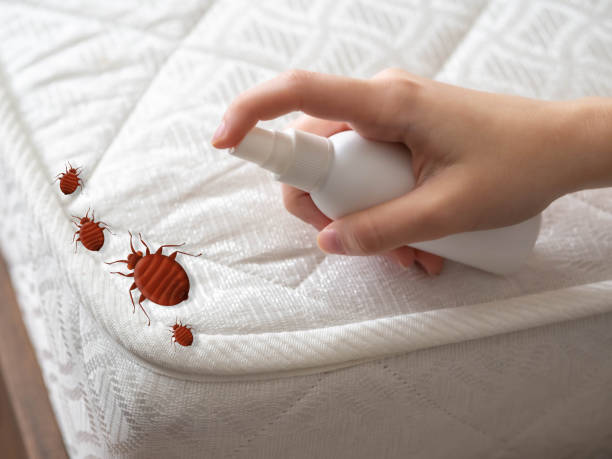 Best Flea Control Services  in Vails Gate, NY